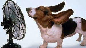 Questione di flusso…Asincronia di flusso